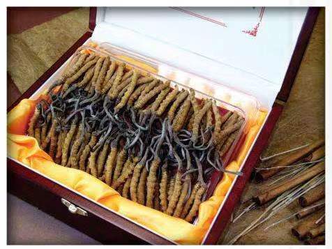 邯山冬虫夏草回收